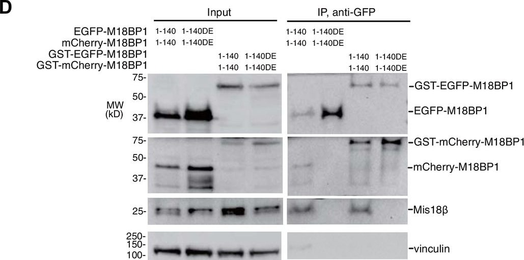 mCherry Antibody (1C51)