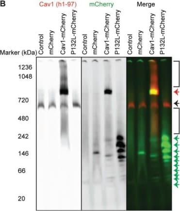 mCherry Antibody (1C51)