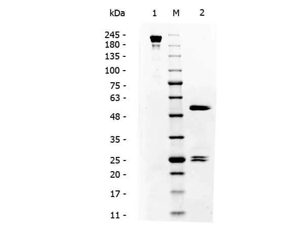 Mouse IgG3 Isotype Control (MG3)