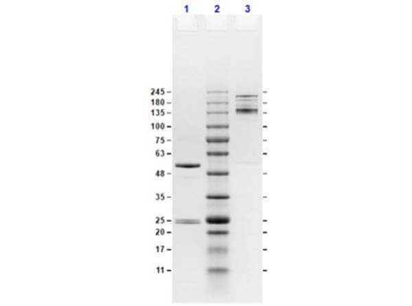 Mouse IgG2a Isotype Control (M2A)