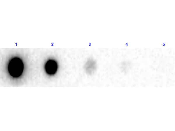 Human IgG F(ab)2 Isotype Control [Biotin]