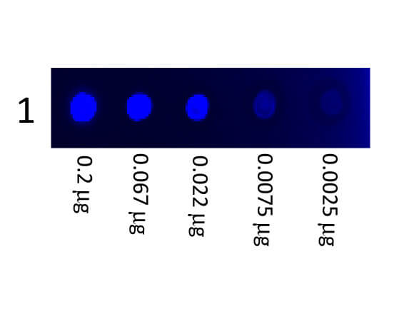 Mouse IgG3 Isotype Control (MG3) [FITC]