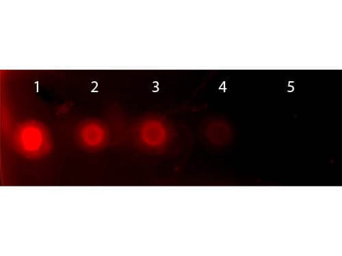 Transferrin Native Protein