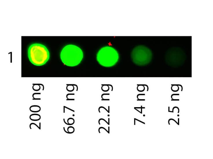 Albumin Native Protein