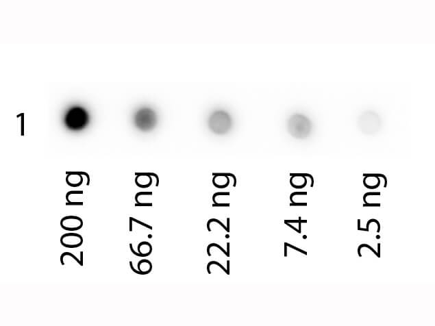 Transferrin Native Protein