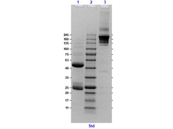 Golden Syrian Hamster IgG Isotype Control
