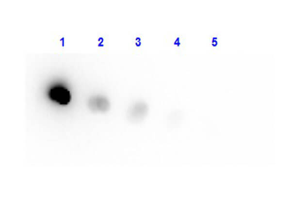 Transferrin Native Protein