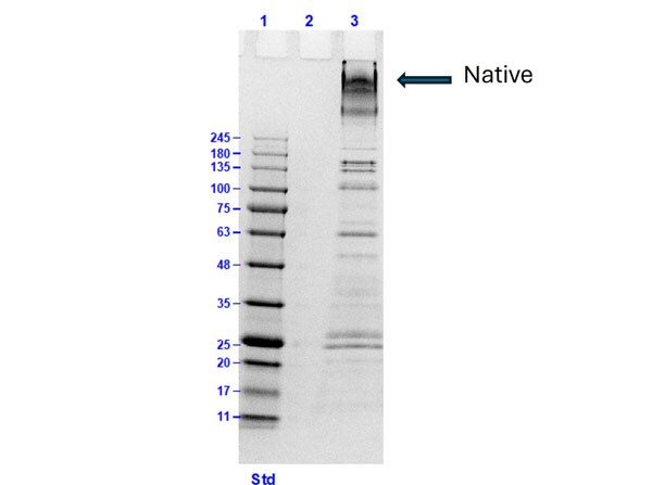 Collagen VI Native Protein