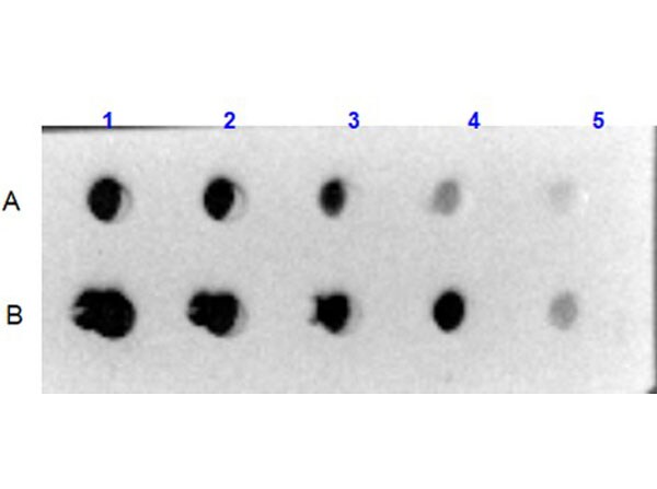 Collagen VI Native Protein