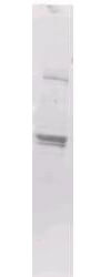Maltose Binding Protein Antibody - BSA Free