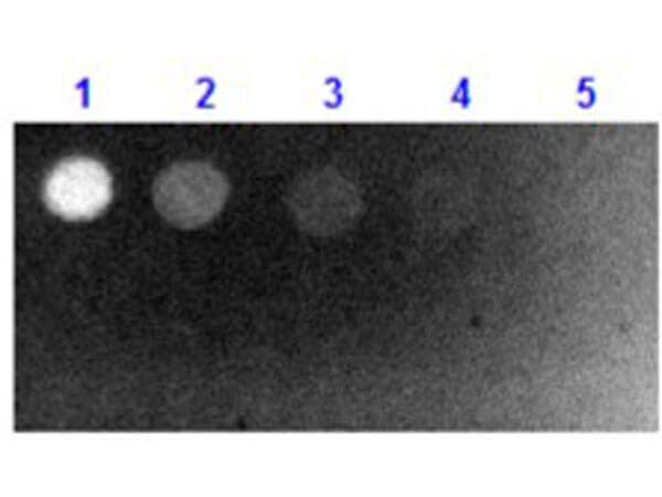 Biotin Antibody [FITC] - F(ab)