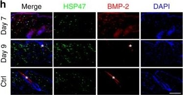 Hsp47 Antibody (M16.10A1)