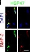 Hsp47 Antibody (M16.10A1)