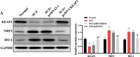 HO-1/HMOX1/HSP32 Antibody (HO-1-1) - BSA Free