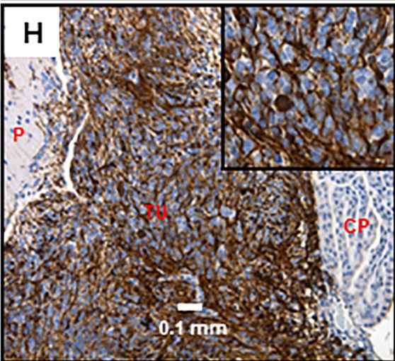 Vimentin Antibody (RV203) - BSA Free