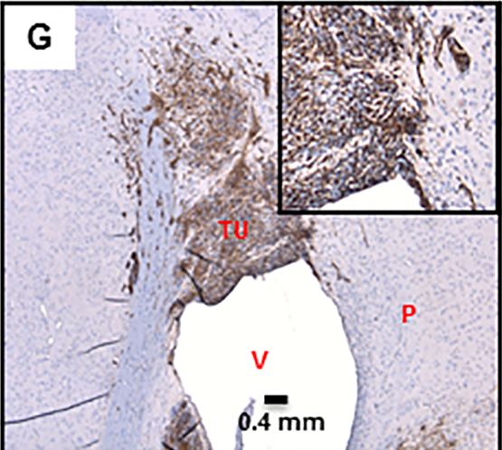 Vimentin Antibody (RV203) - BSA Free