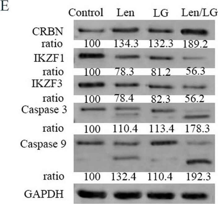 Ikaros/IKZF1 Antibody - BSA Free