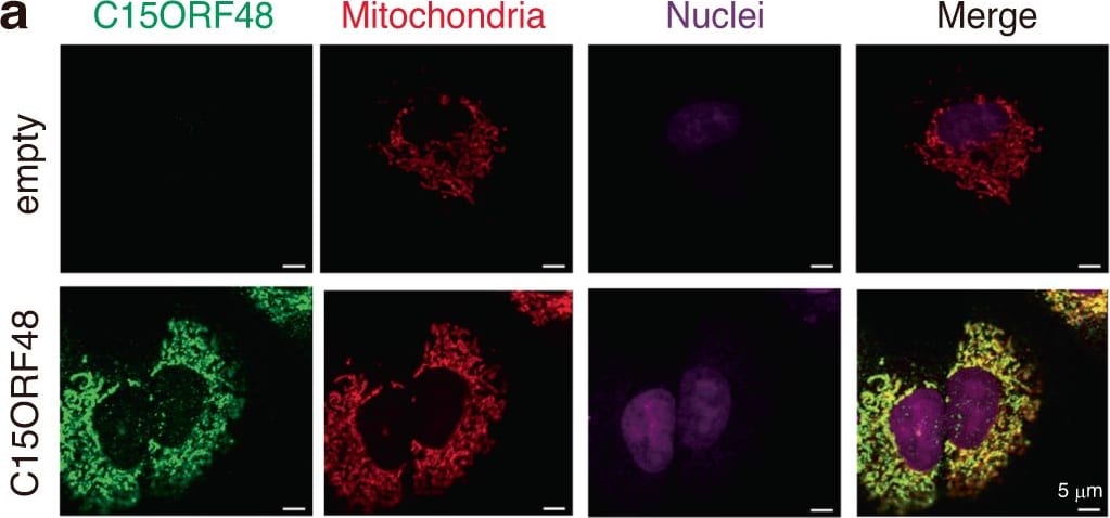 NMES1 Antibody - BSA Free