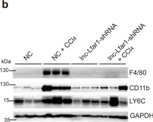 Ly-6G/Ly-6C Antibody (RB6-8C5) - BSA Free