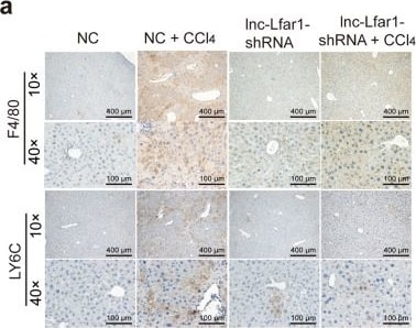 Ly-6G/Ly-6C Antibody (RB6-8C5) - BSA Free