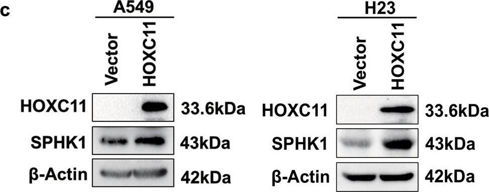 HOXC11 Antibody (OTI3E10)