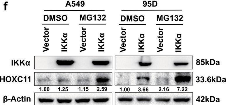 HOXC11 Antibody (OTI3E10)