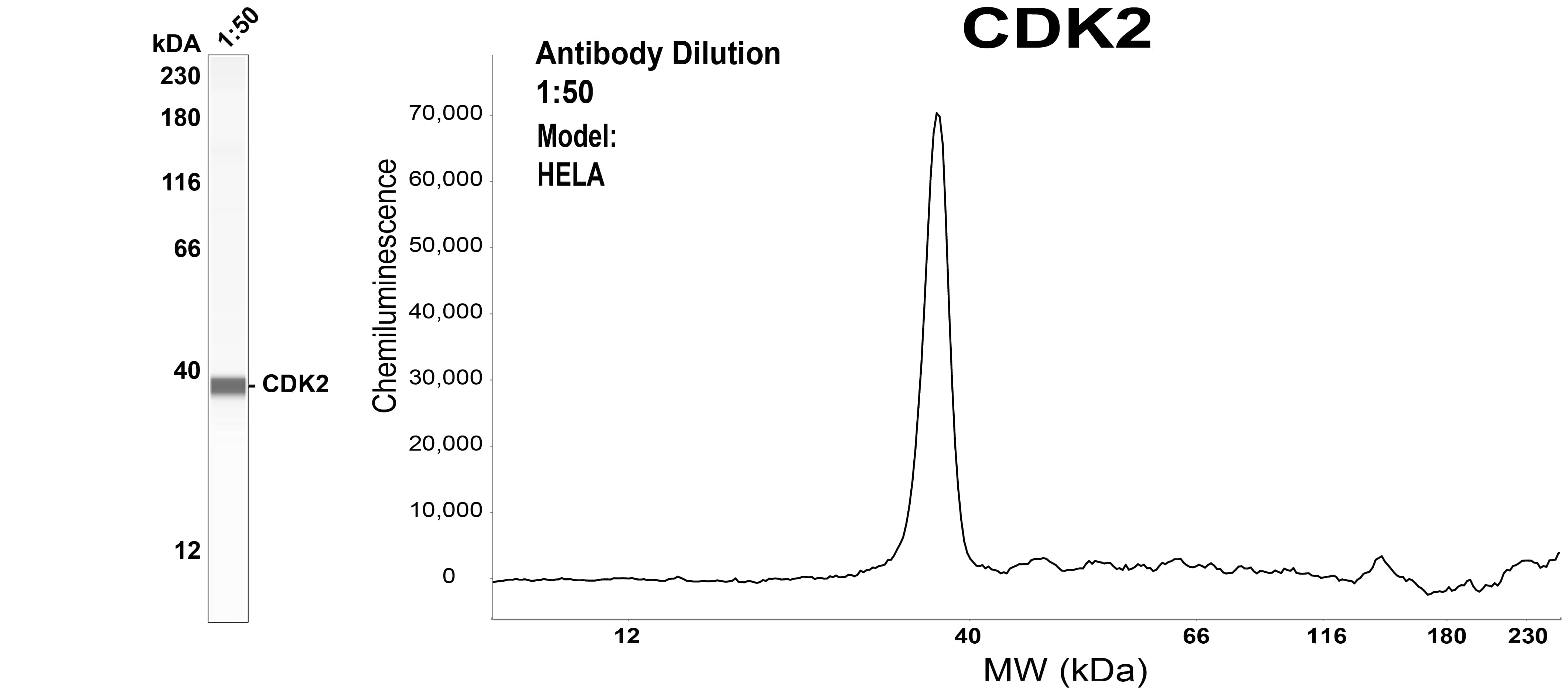 CDK2 Antibody (OTI2D9)