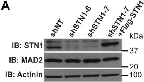 OBFC1 Antibody (OTI2E4)