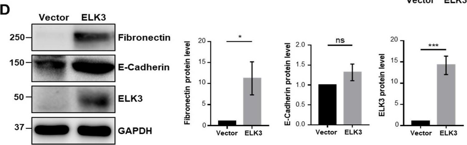 ELK3 Antibody (OTI1H3)