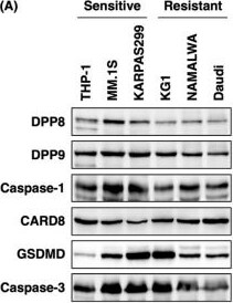DPP9 Antibody (OTI2E3)