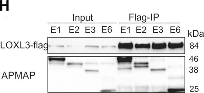 APMAP Antibody (OTI4F6)