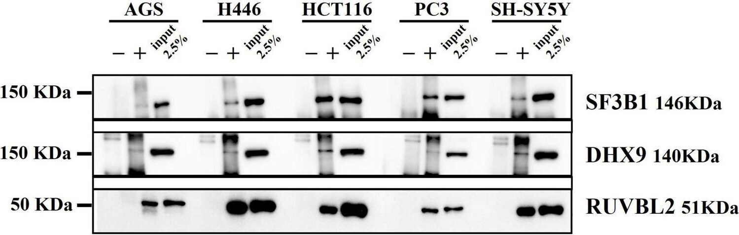 RUVBL2 Antibody (OTI1A6)