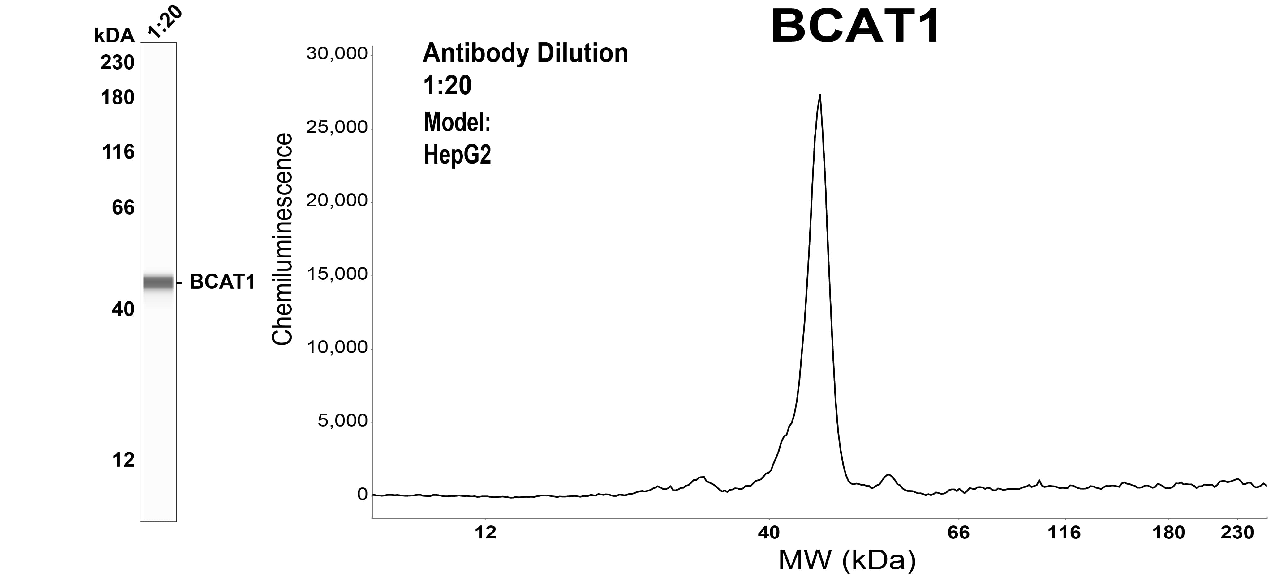 BCAT1 Antibody (OTI3F5)