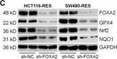 HNF-3 beta/FoxA2 Antibody (OTI3C10)
