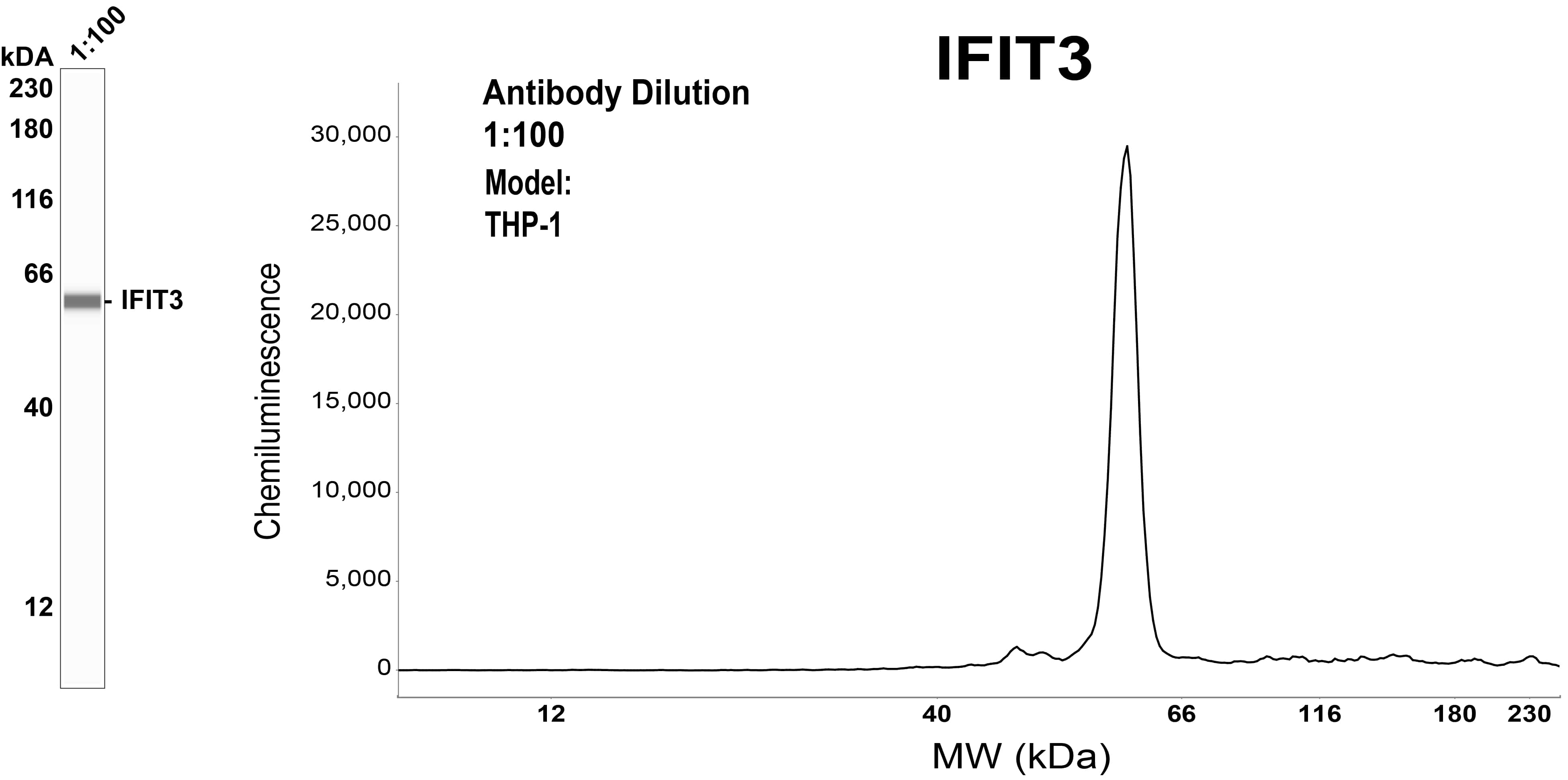 IFIT3 Antibody (OTI1G1)
