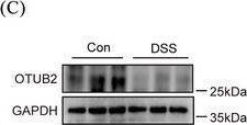 Otubain-2 Antibody (OTI11B3)