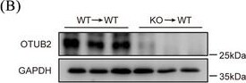 Otubain-2 Antibody (OTI11B3)
