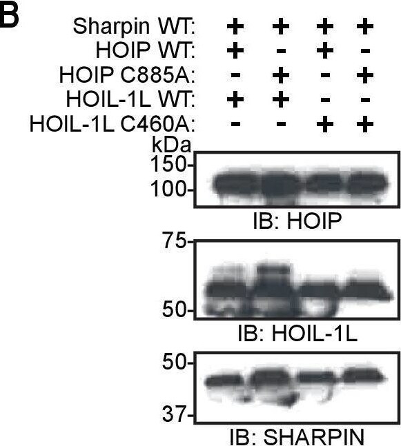 SHARPIN Antibody - BSA Free