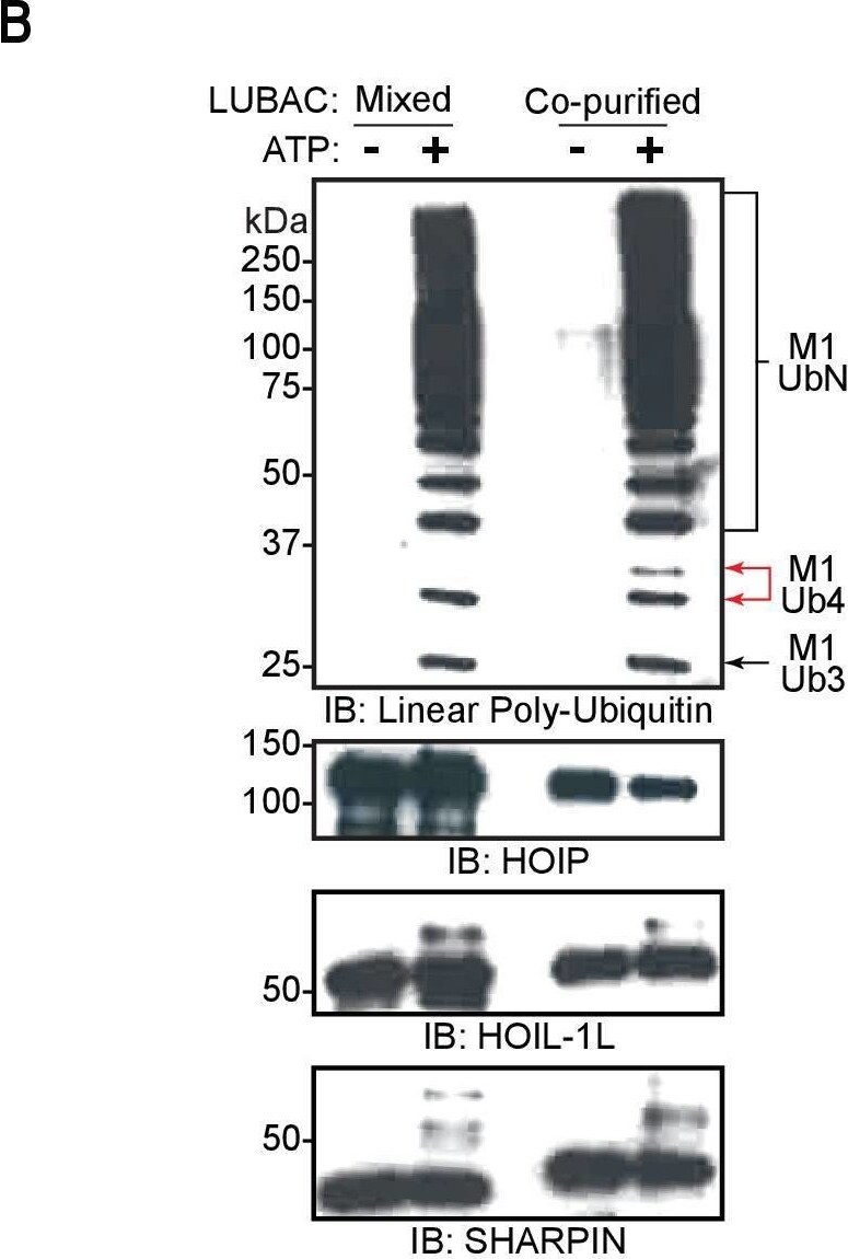 SHARPIN Antibody - BSA Free
