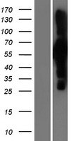 Apc7 Overexpression Lysate