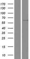 TYSND1 Overexpression Lysate