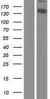 WWC2 Overexpression Lysate