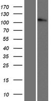 p120-catenin Overexpression Lysate