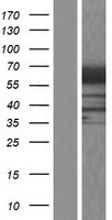 RIC8B Overexpression Lysate