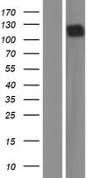 CD117/c-kit Overexpression Lysate