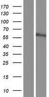 UBXN7 Overexpression Lysate