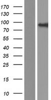 COG4 Overexpression Lysate