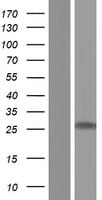 MBP Overexpression Lysate