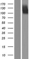 FGFR2 Overexpression Lysate