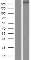 MAP2 Overexpression Lysate